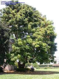 We did not find results for: Plantfiles Pictures Morten Bay Chestnut Morton Bay Chestnut Moreton Bay Chestnut Black Bean Tree Castanospermum Australe By Palmbob