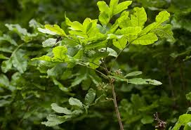 Image result for Lecaniodiscus