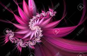 Kaufe exotische blumen stoffe auf dem weltgrößten marktplatz, der unabhängige designer unterstützt. Exotische Blumen Abstrakte Spirale Auf Schwarzem Hintergrund Computer Generierte Fraktale In Weiss Rosa Und Violetten Farben Lizenzfreie Fotos Bilder Und Stock Fotografie Image 52473848