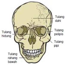Maybe you would like to learn more about one of these? Bagian Bagian Rangka Tubuh Manusia Dan Fungsinya Rangka Kepala Badan Dan Anggota Gerak Website Pendidikan