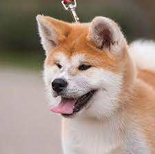 pin by you white pencil on dog s akita inu puppy beautiful dogs corgi