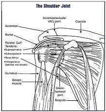 Anatomy there are four bones that make up the shoulder girdle: Supraspinatus Muscle Radiology Reference Article Radiopaedia Org