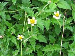 Image result for Tridax
