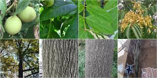 Mature height will vary considerably by cultivar and site and is shown here assuming adequate care. Eastern Black Walnut Vs Tree Of Heaven Identification Bplant Org