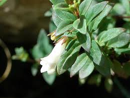 Image result for Stemodiopsis