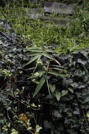 Image result for Oplismenus undulatifolius