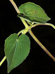 Image result for Mikania