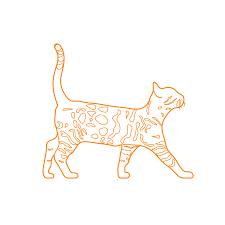 bengal cat dimensions drawings dimensions guide