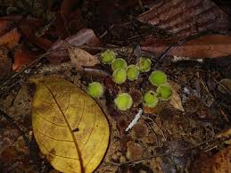 Image result for Chaetocarpus