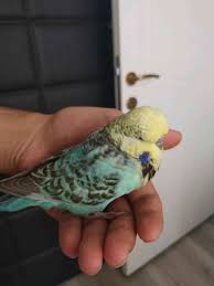 Show Jumbo Kusumuz Balkondan Kacti Goren Duyan