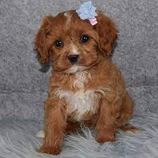 They have low shedding, a sweet, round face with floppy ears. Cavapoo Puppies For Sale In Pa Ridgewood S Cavapoo Puppy Adoptions