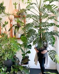 Big Plants Huge Plants Plant Lovers Green Leaves Plant Foliage Plant Gang Plant Family Plant Display Plant Shelfie H Vine House Plants Big Indoor Plants Plants