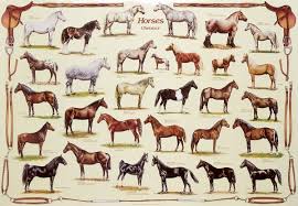 Types Of Horses Tribute Equine Nutrition