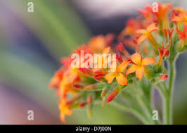 Image result for Kalanchoe lateritia