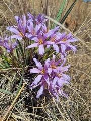 Image result for Xerophyta pseudopinifolia