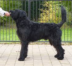 Draxpark Giant Schnauzer Grooming Guide