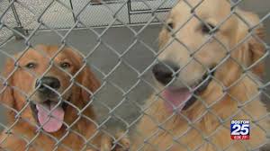 Visit the nashua, nh pet supplies plus neighborhood pet store near you. 105 Dogs Seized From New Hampshire Backyard Breeder Hoarder Home Boston 25 News