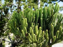 Image result for Araucaria cunninghamii