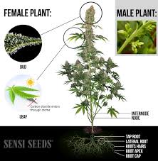 The Parts Of The Cannabis Plant