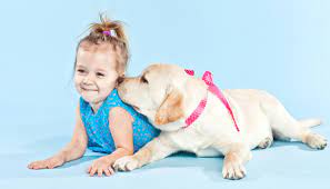 Are Labs Good Dogs And Is A Labrador The Right Dog For Me