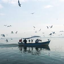 Watch The Birds Dance With The Sound Of Tranquility