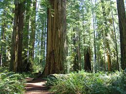 Cover your walls with artwork and trending designs from independent artists worldwide. Redwood Forest Wall Art Pixels