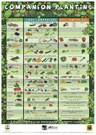 Companion Planting Chart