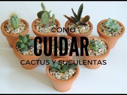 1 obviamente dependerá del tipo de cactus o suculenta, pero te aconsejo que sigas los siguientes puntos: Como Cuidar Suculentas Y Cactus Dentro De Casa Hd Youtube