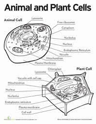 What functions do the organelles in a plant cell perform? Plant And Animal Cells Worksheet Worksheet List
