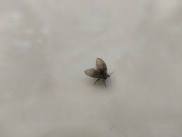 Es müssen zwingend die fliegen (die elterntiere) und die larven in der erde gleichzeitig bekämpft werden. Kleine Fliegen Im Bad So Werden Sie Sie Wieder Los