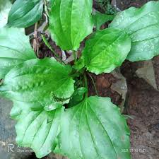 Daun alpukat, daun kumis kucing & daun pecah beling. Daun Ki Urat Daun Sendok Obat Herbal Shopee Indonesia
