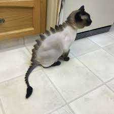 Other sources say this story is a hoax and that the owner did this. These Cats Really Don T Seem To Appreciate Their Dinosaur Haircuts And Cats On Catnip