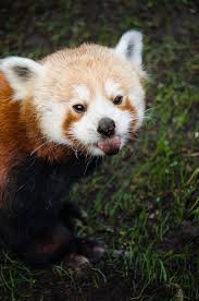 Exclusive Photos Of The San Francisco Zoo S New Red Panda Cute Wild Animals Red Panda Cute Animals