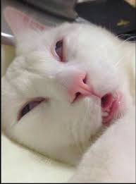 9gag Com Anak Kucing Lucu Gambar Kucing Lucu Humor Kucing