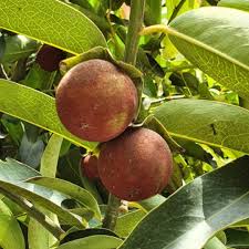 Image result for Diospyros gabunensis