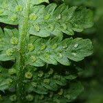 Image result for Deparia boryana