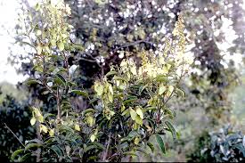 Image result for Abutilon longicuspe