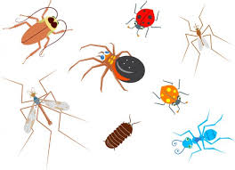 Cute insects and bugs cartoon characters group. 15 Daddy Long Legs Vector Images Free Royalty Free Daddy Long Legs Vectors Depositphotos