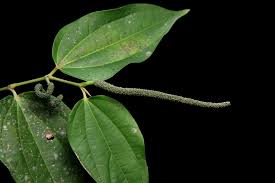 Image result for Oedina pendens