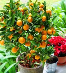 A range of patio fruit trees available to buy online including peach, nectarine, almond and apricot. Redromantic Potted Fruit Trees Bonsai Fruit Tree Kumquat Tree