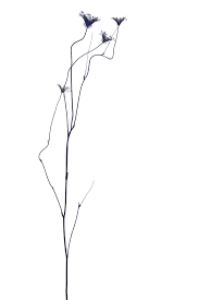 Pin By Still By Mary Jo Hoffman On Still On White Ink Art Photo Art Botanical Drawings