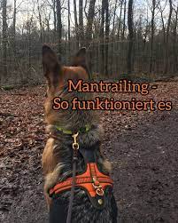 Vor Ungefahr Einem Jahr Haben Queen Und Ich Mit Dem Mantrailing Angefan Hunde Hund Funnies Hunde Verstehen