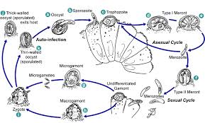 Cryptosporidiosis is caused by members of the genus cryptosporidium, a coccidian parasite in the family cryptosporidiidae, subclass cryptogregaria and phylum apicomplexa. Cryptosporidiosis Life Cycle