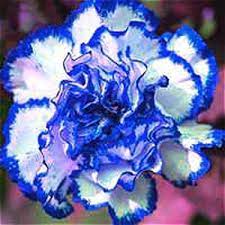 Dianthus Carnation Seeds In 2021 Carnations Blue Carnations Flower Seeds