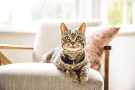 Kitties Can Get Into Mischief Kitty Proof Your Home With These 7 Steps Kitten Proofing Kittens Cutest Cat Care