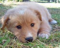 Tinker The Collie Mix Golden Retriever Mix Puppies Cute Dogs And Puppies Puppies