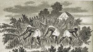Exploitation of labour, Safflower and ...