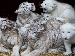 We believe our list of over 500 name ideas can help you get the perfect name for your lovely pet. Chennai Jayalalitha Names 4 White Tiger Cubs Oneindia News