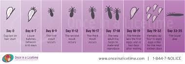Image result for lice life cycle