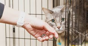 However, the toxicity and amount needed to cause a real problem also depends on the weight of the cat. Can Cats Eat Chocolate The Animal Rescue Site News